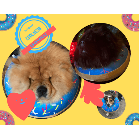 Dog Donut Collar | Great Alternative to a Traditional Dog Cone or a Soft Dog Cone Collar | Our Inflatable Dog Cone is an Excellent Cone for Dogs after Surgery | Dog Cones for Large Dogs (Blue) - Open Box